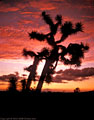 Sunset silhouettes an old Joshua tree , Arizona desert north of Wickenburg 