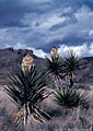 Torrey yuccas and storm,  northern Chihuahuan Desert, Southern New Mexico