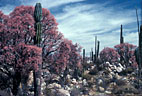 Elephant trees bloom among cardon cacti on Catavina Mesa, Baja California Norte