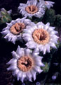 Blooms of the saguaro cactus, Organ Pipe National Monument, Arizona