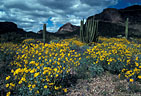 Organ pipe cactus, saguaros, and a large stand of brittlebush,  Ajo Mountain Drive