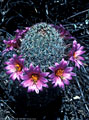 Fishhook cactus encircled by flowers, Apache Trail, Tonto National Forest, Arizona