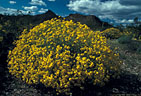 El Nino brings flowering brittlebush to Organ Pipe National Monument, Arizona