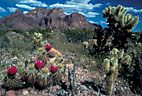 Flowering hedhehog cactus and teddy bear cholla, Kofa Mountains, Arizona