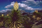 Stormy skies and old mountain torrey yuccas in bloom,  Dripping Springs Recreational Area, Organ Mts., New Mexico