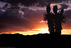 Sunset and silhouette of blossoming faxonia yuccas, Sierra Blanca, Texas