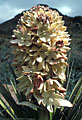 Blossom cluster of torrey yucca, Tom Mays Park, Franklin Mountains State Park, Texas