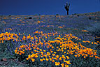 Poppies and blue lupine, San Carlos Indian Reservation, Arizona