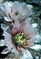 Pale flowers of the maritimus hedgehog cactus.