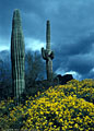 Encelia and saguaro cactus, Peralta Road , Superstition Mountains