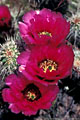 Hedgehog cactus flowers, Apache Trail, Tonto National Forest, Arizona