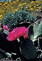 Flowering beavertail cactus and brittlebush, Kofa Mountains, Arizona