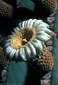 Flower of the night blooming cardon cactus