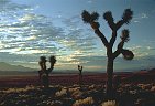 Mojave Desert landscape, sunrise and Joshua trees