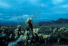 Desert landscape with teddy bear chollas and El Nino's stormy skies