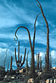 Stormy skies, cirios and cardon cactus, Desengano Ruins