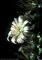 Flower of the night blooming senita cactus from Senita Basin, Puerto Blanco Drive