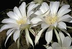 Flowers of the night blooming cactus Echinopsis eyriesii in cultivation at Las Cruces, New Mexico