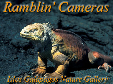 Islas Galapagos Nature Gallery