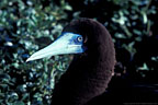 Brown Booby, Frigate Cay, Great Barrier Reef, Queensland, Australia.