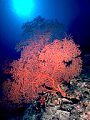 Deep-water gorgonian off Astrolabe Reef. Fiji