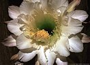 A spectacular flower of the night-blooming cactus Harrisia jusbertii.