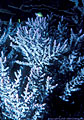 Pink branching Acopora coral, Swain reef, Great Barrier Reef, Australia