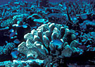 Common reef building coral and tri-color damselfish - Taveuni, Fiji 