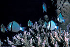 Indo-Pacific Underwater Photographic Gallery VII - Life on the Shallow Reefs