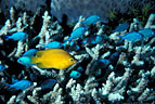 Yellow Ambonia damselfish and blue chromis among Acorpora coral, Taveuni, Fiji