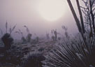 Rare ice fog leaves Soaptree Yuccas glazed with ice.   Aquirre Springs Access Road.