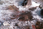 Ice pattern, Opabin Plateau, Yoho National Park.