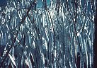 Feburary - Ice covered branches in backlight, not a usual phenomenon for the Anerican Desert Southwest