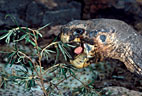 Portrait of old Galapagos Tortoise, Isla Santa Cruz, Galapagos