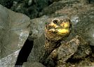 A personable old Galapagos tortoise, Isla Santa Cruz, Islas Galapagos, Ecuador