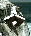 Masked gannet in an unusual pose, Isla Hood, Islas Galapagos, Ecuador