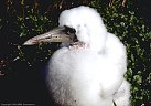 Gannet chick, Isla Hood, Islas Galapagos, Ecuador