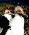 Arrogant young frigate bird at Punta Vicinte Roca, Isla Fernandina, Galapagos