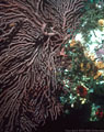 Large gorgonian fan and red tunicates, Punta Vivente Roca, Isla Fernandina, Galapagos, Ecuador