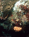 Yellow spotted sea cucumber, ostrich plume hydroids, and brick-red zooanthids, Punta Vicinte Roca, Isla Fernandina, Galapagos
