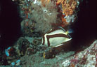 Sythemark butterfly fish,  Isla Champion, Islas Galapagos