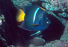 King anglefish, Isla Bartolome, Islas Galapagos