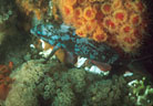 Creole fish in night colors, with powderpuff coral and bryzoans(?), Tagus Cove, Isla Isabela, Galapagos