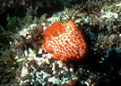 Unknown species of orange nudibranch, Punta Vicente Roca, Isla Fernandina, Islas Galapagos