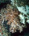 Unusual deep-water soft coral with white sponges, Isla Champion, Islas Galapagos, Ecuador