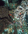 Deep-water soft coral, gorgonian fan, white sponges,  Isla Champion, Islas Galapagos, Ecuador