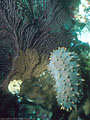 Sea cucumber and gorgonian fans, Punta Vicente Roca, Isla Fernandina, Islas Galapagos