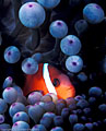 Tomato Clownfish in 'eyeball' anemone, Astrolabe Reef, Kandavu, Fiji