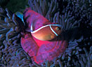 Anemone fish of the Indo-Pacific
