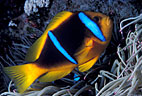 Twin-barred anemone fish, Astrolabe Reef, Kandavu, Fiji